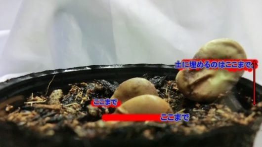 ソラマメ種まき