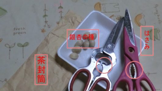 銀杏の種を割る道具