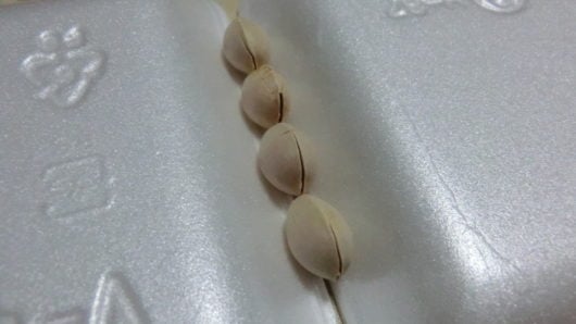 きれいに割れた銀杏