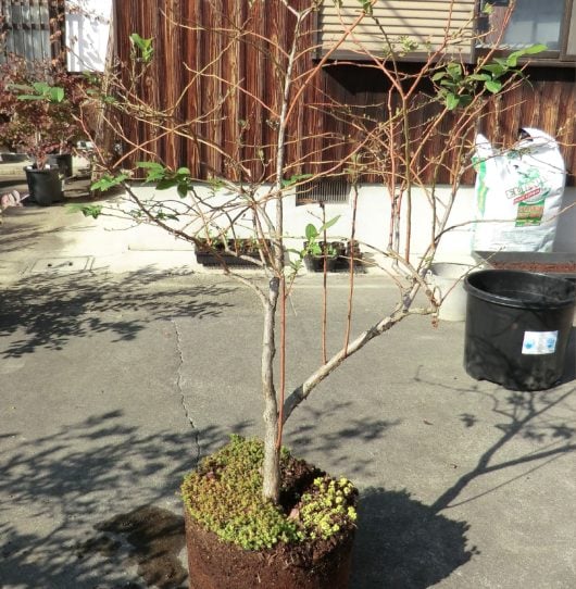 植え替えするブルーベリー