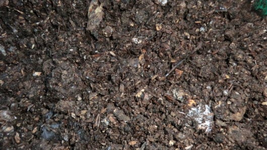 もみ殻の形が残り、白いカビも発生。