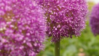 ２つの花