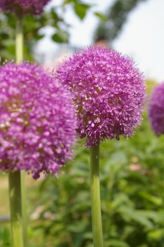 ２つの花