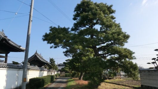 剪定前の松の木の様子