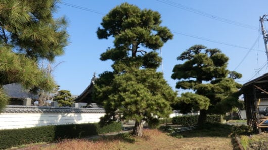 剪定前の松の木の様子