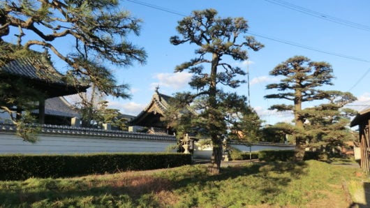 剪定後の松の木の様子