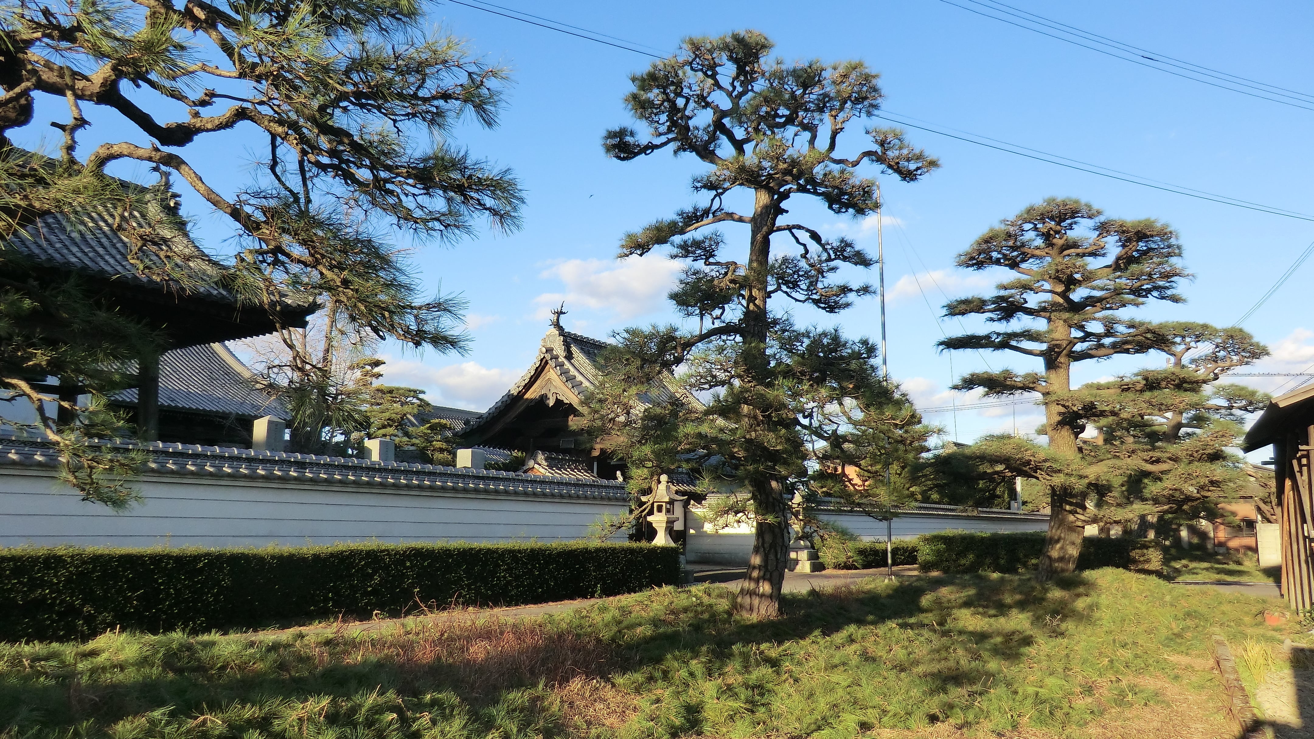 剪定後の松の木の様子