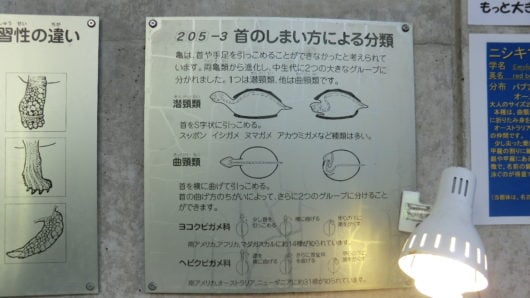 カメに関する情報