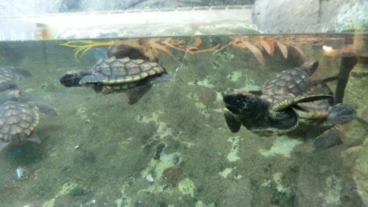 0歳のアカウミガメ