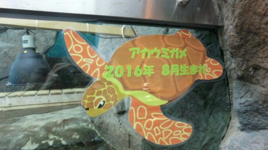 2016年生まれのアカウミガメ