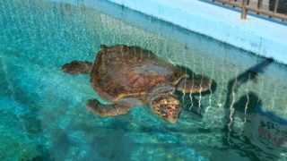 国内最高齢のウミガメ