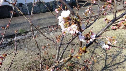 明正寺桜咲き始め円龍寺