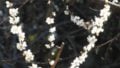 ３つまたの花