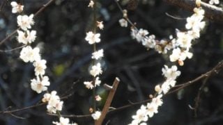 ３つまたの花