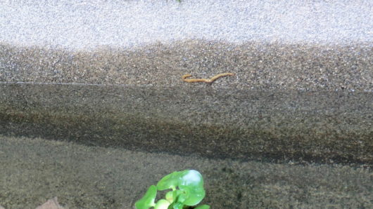 水面ギリギリのミミズのような生き物