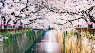 桜の道