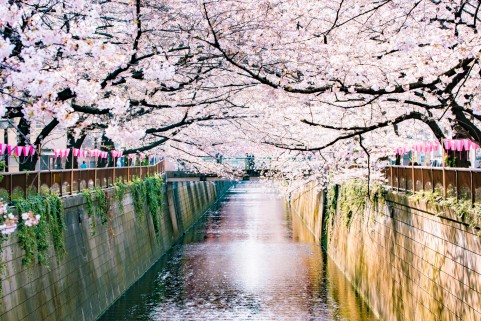 桜の道