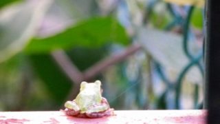 考えるカエル
