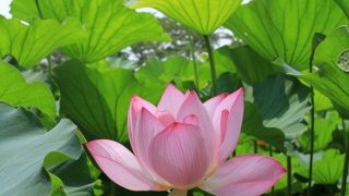 水辺に咲く蓮（はす）