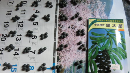 黒枝豆の種袋