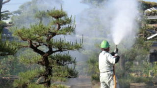 スミパイン噴霧様子