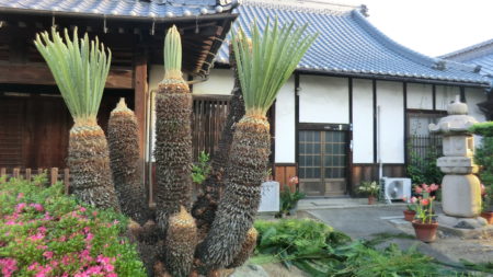 玄関先のソテツ剪定後の様子