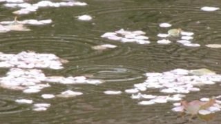 水面を漂う心境