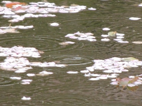 水面を漂う心境