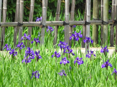 ５月の花、菖蒲
