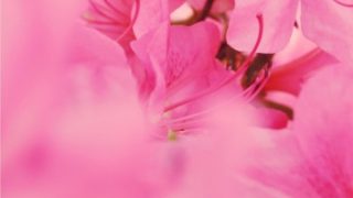 この６月時期に咲く花