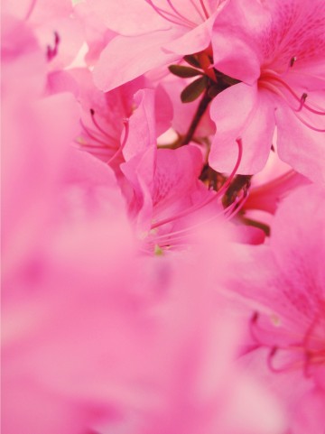 この6月時期に咲く花