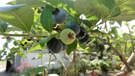 樹になっているブルーベリーの実