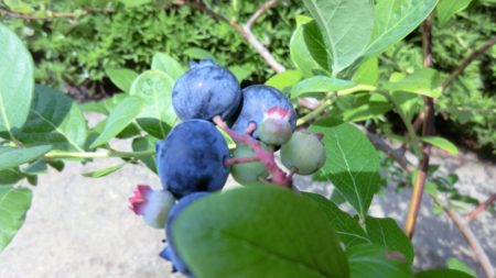 ブルーベリーの完熟サイン