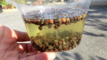 容器の中に種を入れて水を灌ぐ