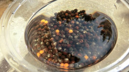 浮いていた種を取り、沈んだ種だけの様子