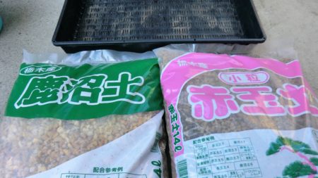 サツキとツツジの挿し床の用意