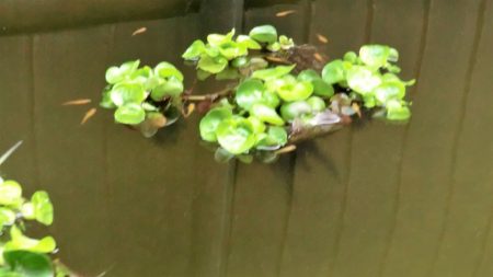 ホテイアオイに集まるメダカ