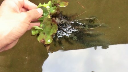 ホテイアオイの水中の根
