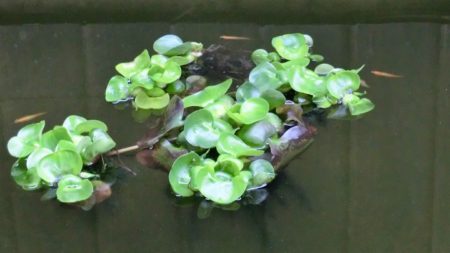 ホテイアオイとメダカの遊泳の様子。
