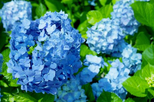 ６月の蒼いアジサイ
