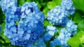 ６月の蒼いアジサイ