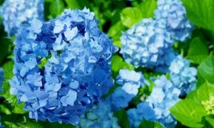 ６月の蒼いアジサイ