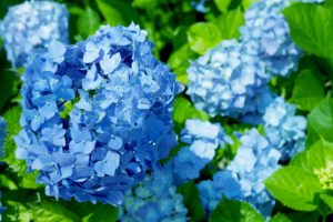 ６月の蒼いアジサイ