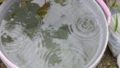 雨水をバケツにためる