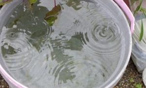 雨水をバケツにためる