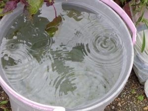 雨水をバケツにためる