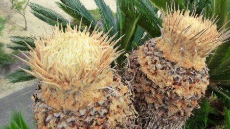 ソテツの雌花の様子。出始め