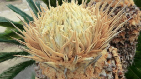 ソテツの雌花。拡大