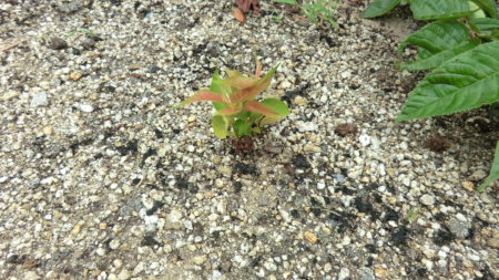桜の株元近くの新芽