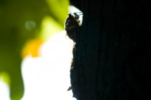 木にとまるセミの影
